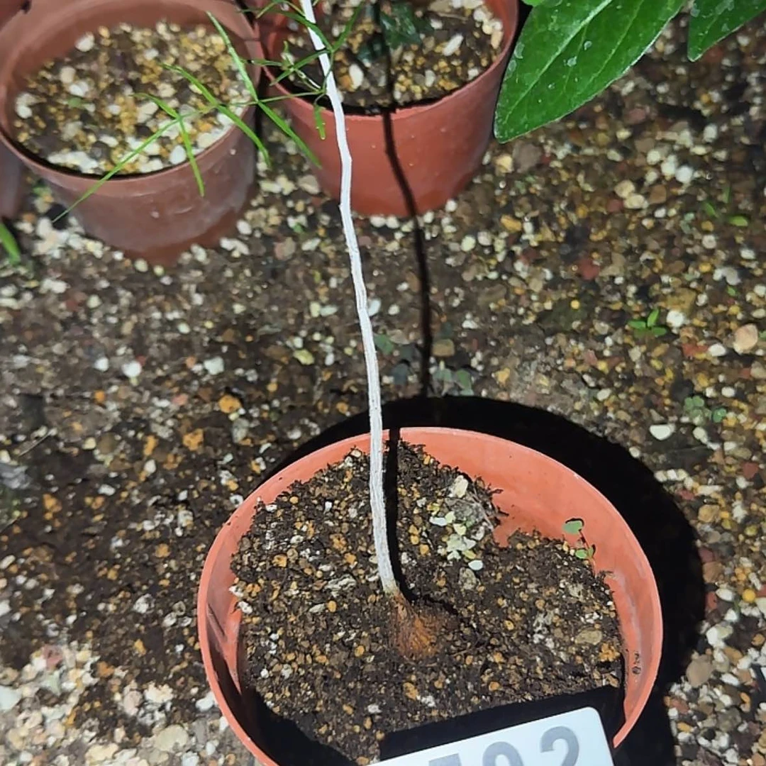 【闪购商品】一****泪块根植物