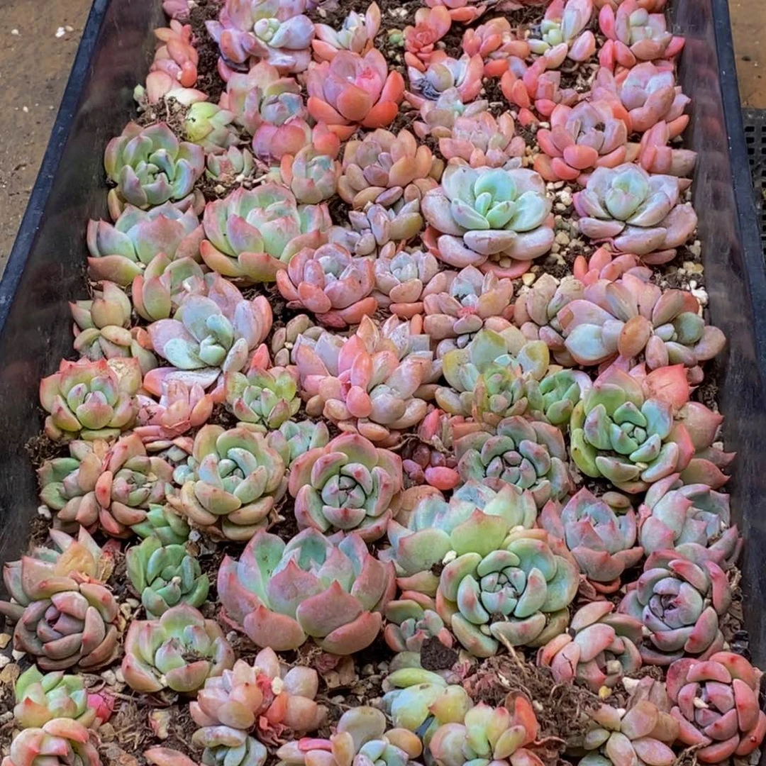 365的人都是这样脱土发货