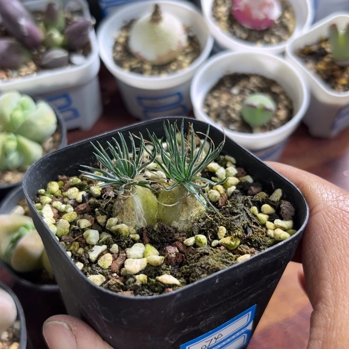 074 海葱多肉植物