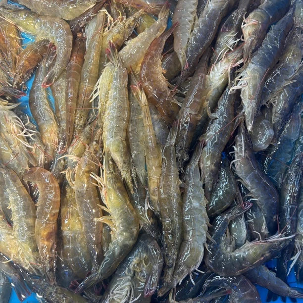 鲜活南美白虾一斤（运输途中可能会有断氧，介意勿拍）