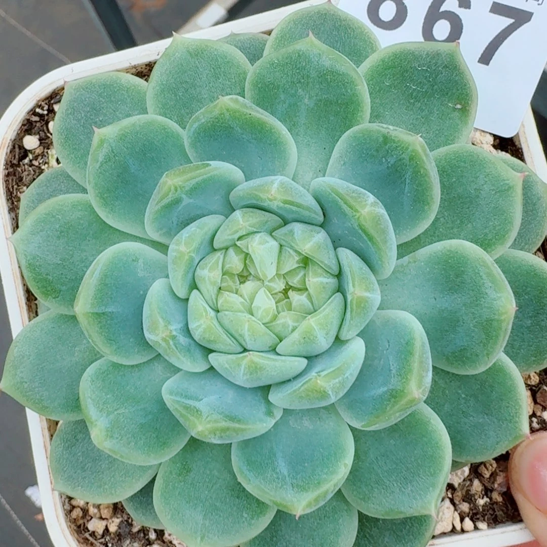 泼天财富            精美多肉植物