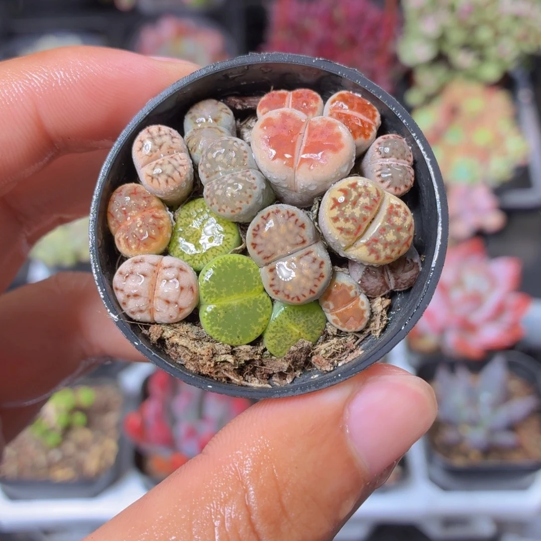 生石花多肉9.9包邮发货