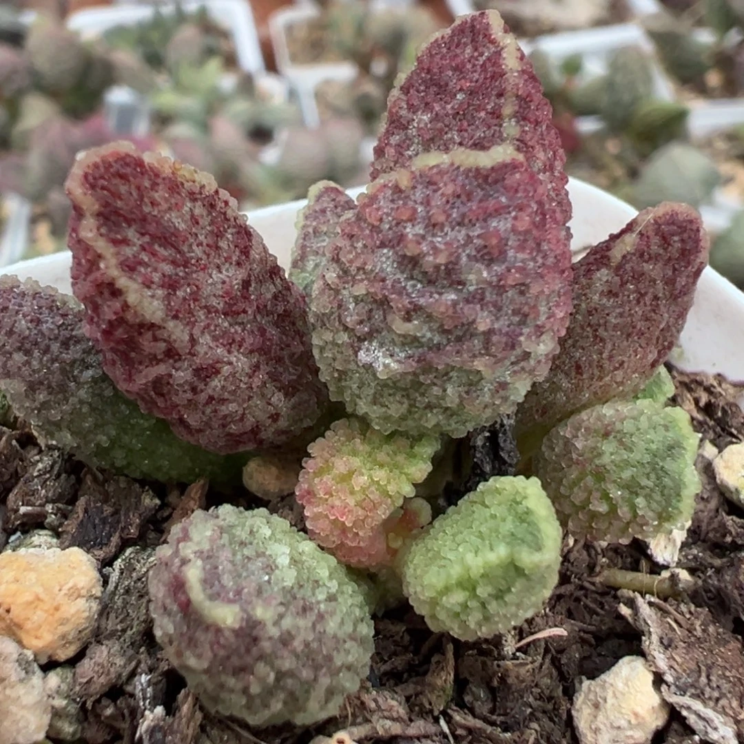 紫猪肝多头多肉植物水泡多肉植物