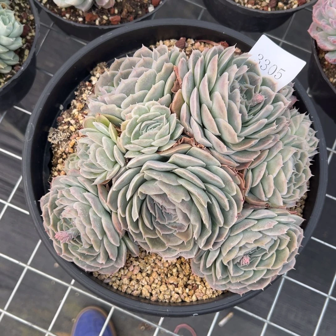 S****g3305多肉多多多多多