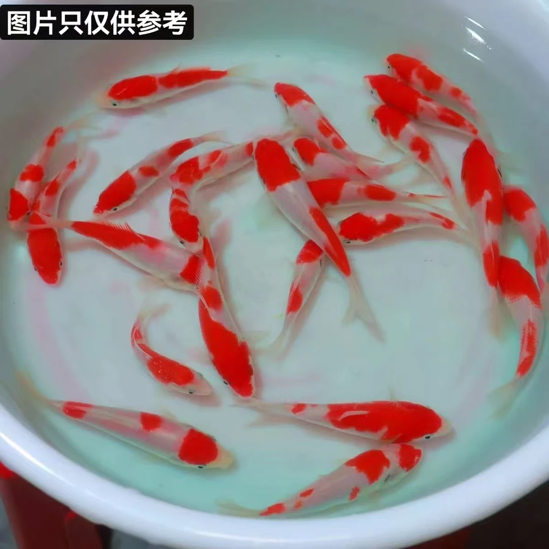 一号链接观赏鱼直播下单2