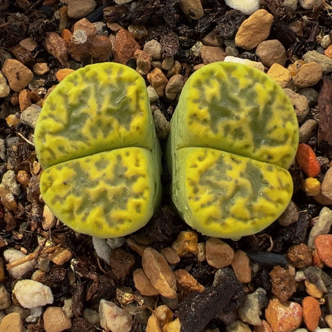 352多肉植物种类d