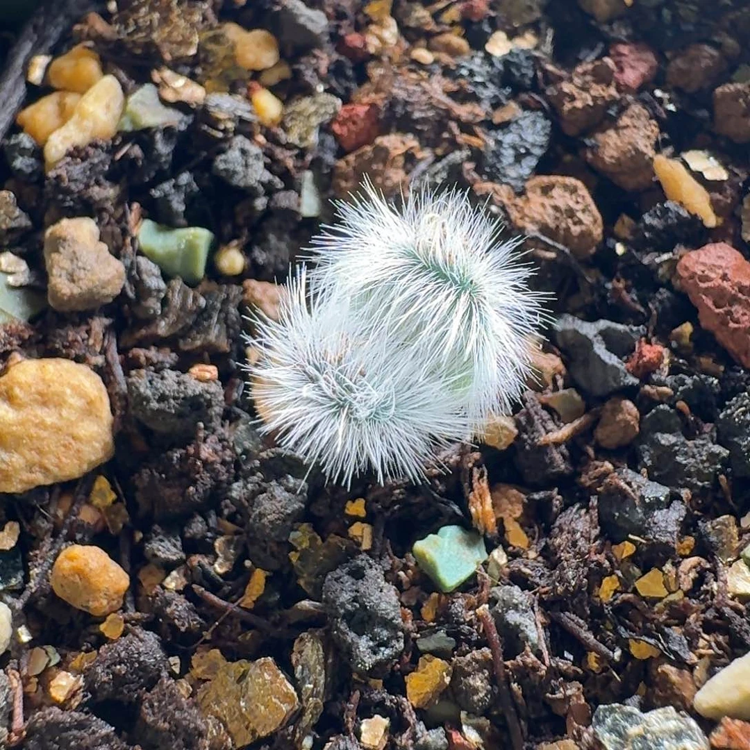 大型毛叶苔花石蒜一个