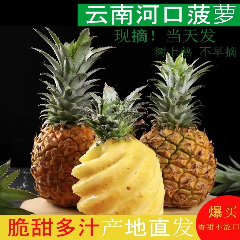 云南河口菠萝酸甜多汁脆嫩爽口新鲜凤梨精品水果香水菠萝产地直发