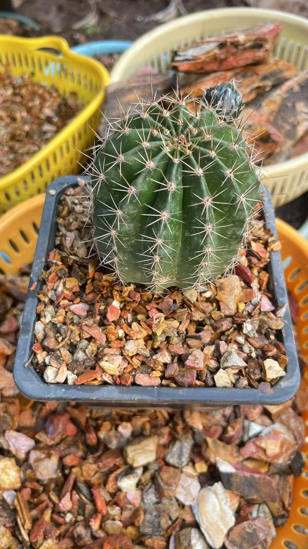 风化石多肉植物仙人球鱼缸造景铺面石5斤