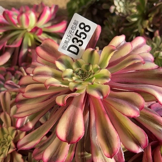 华*多肉植物一个