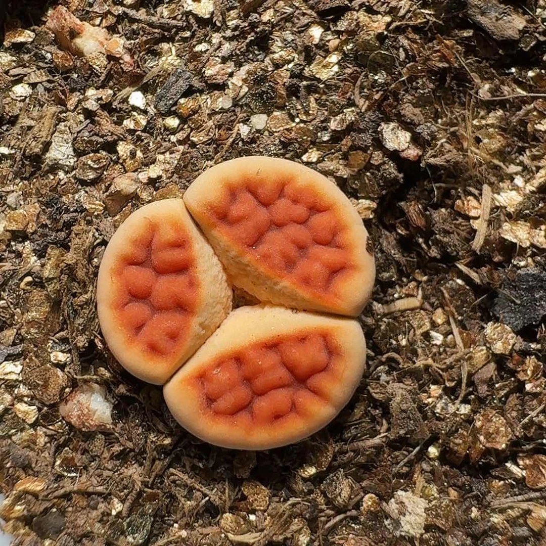 亿生石花等1111111。  179