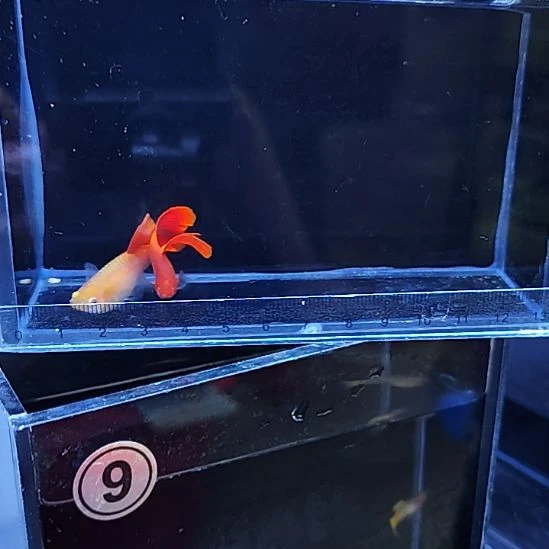 孔雀鱼9血红大背一对