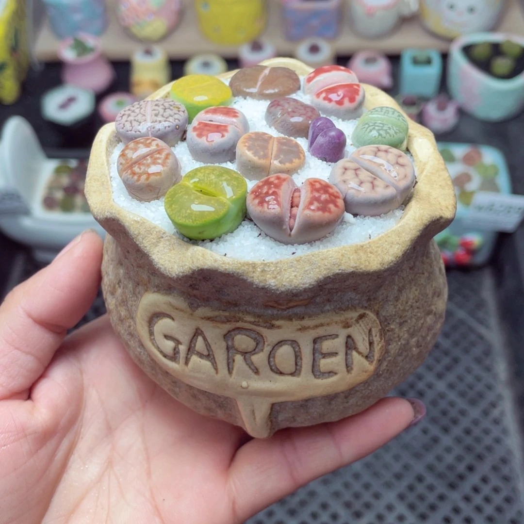 w8293 带盆土发货 -零下地区拍保温箱