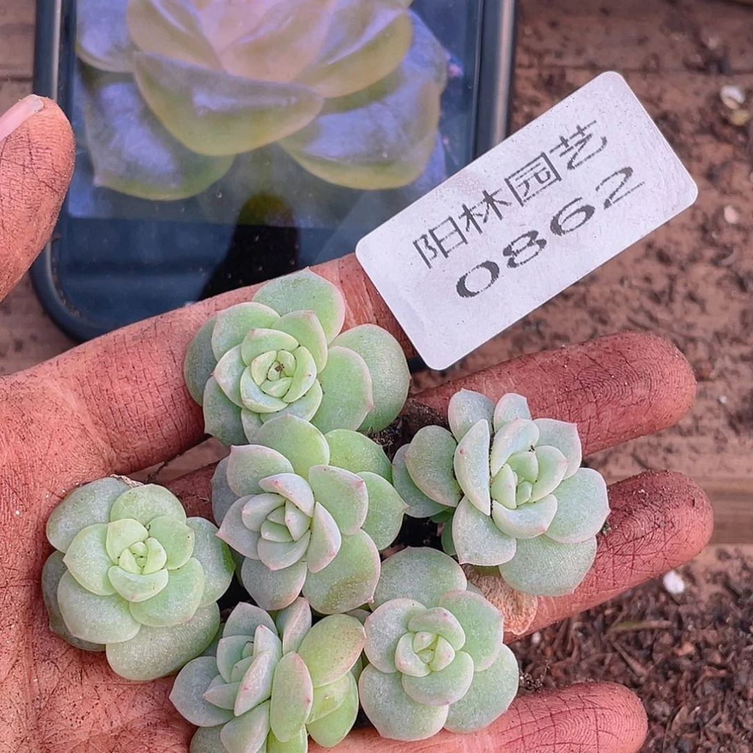 多肉植物多肉植物862