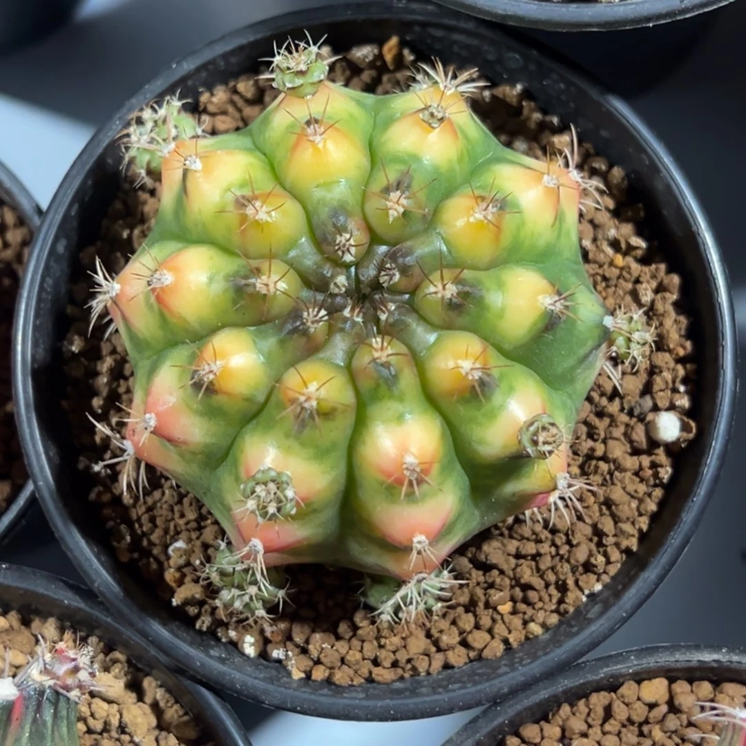 拿玻璃艺术侧芽自根带盆土发货