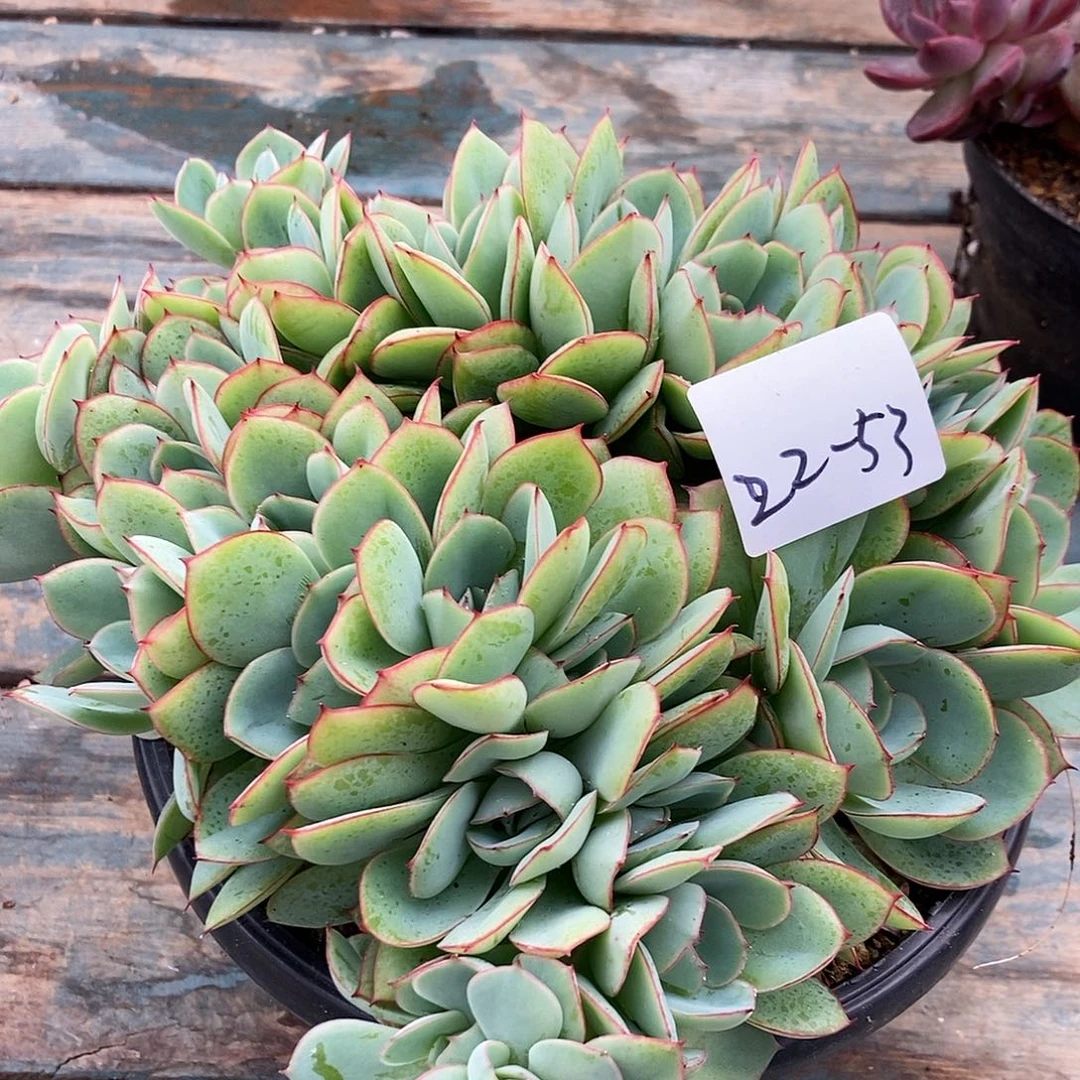 22-43牡丹亭朵朵一物一拍