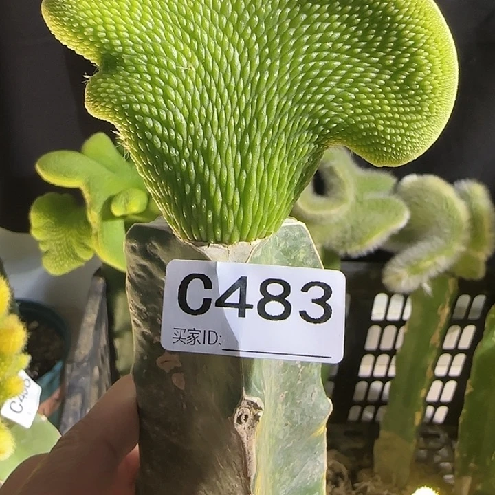 云****司嫁接青蛇缀化483