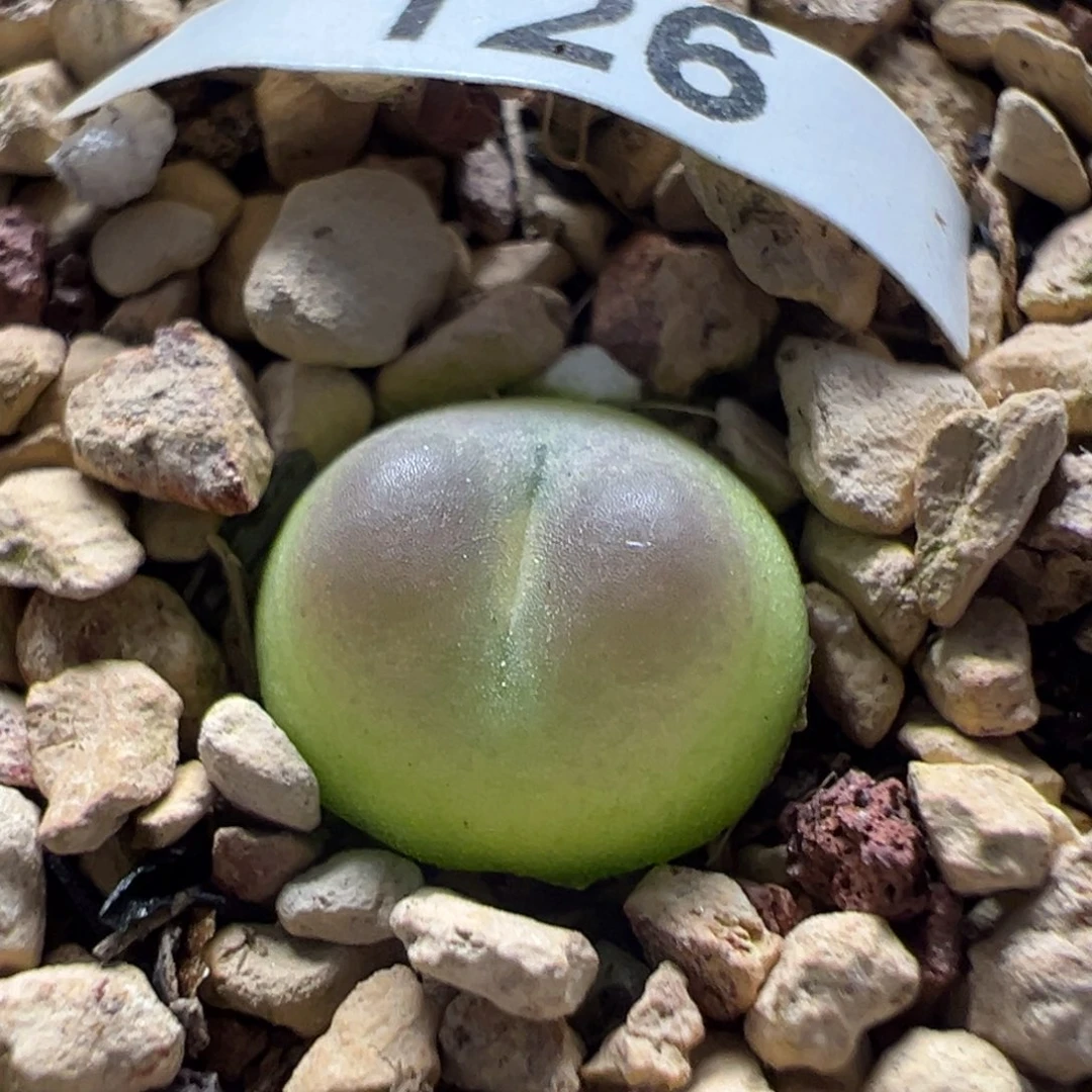 紫皮拉登母本一物一拍