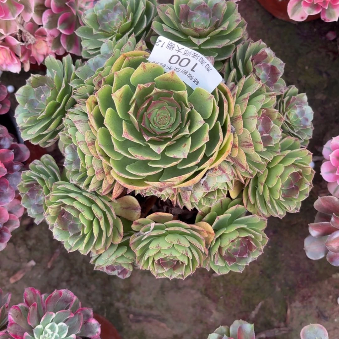 100万拉丝多肉植物法师