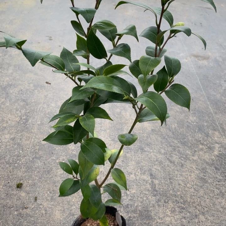 完全开放茶花提笼