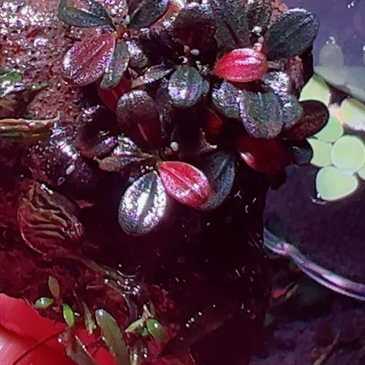 福利63号福利价植物一头