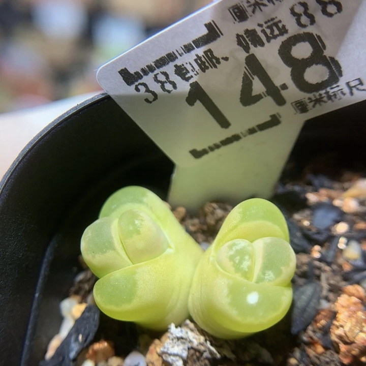 Zzz精品人石花148