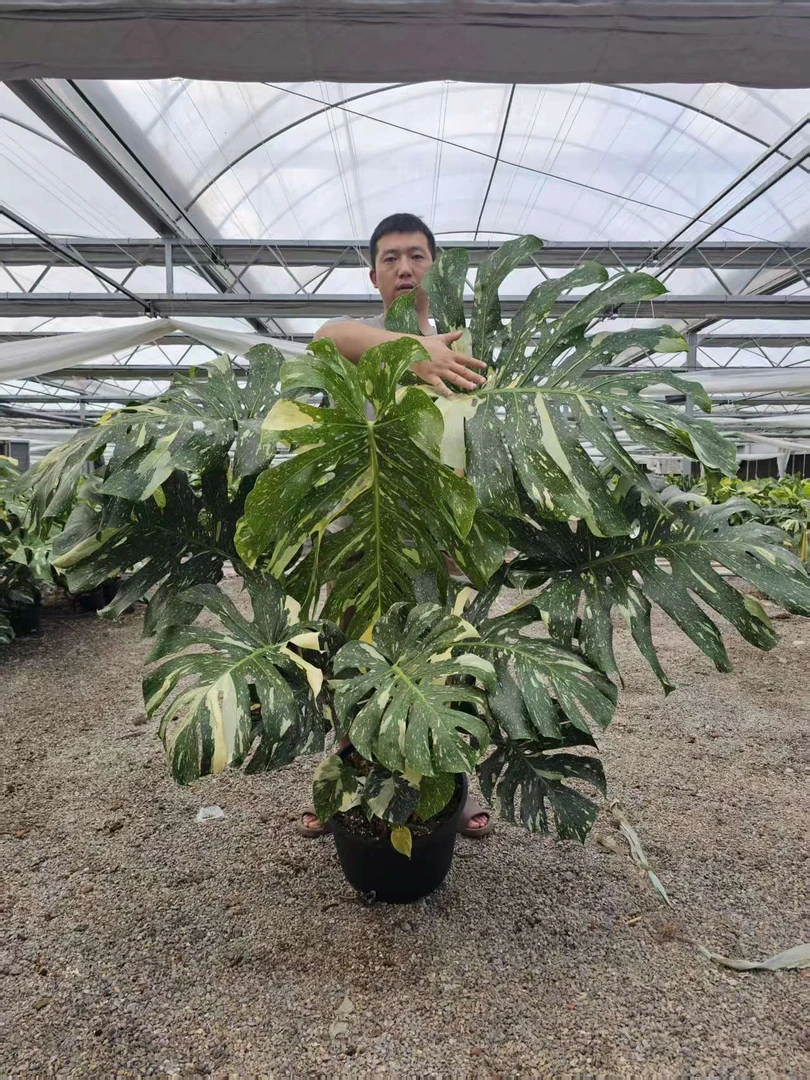老桩洒金白龟薄荷巨洞遗迹芝士阴阳焦糖末日大理石龟背竹复合链接