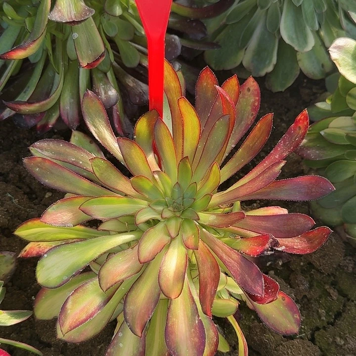 @****?3-851极光多肉法师