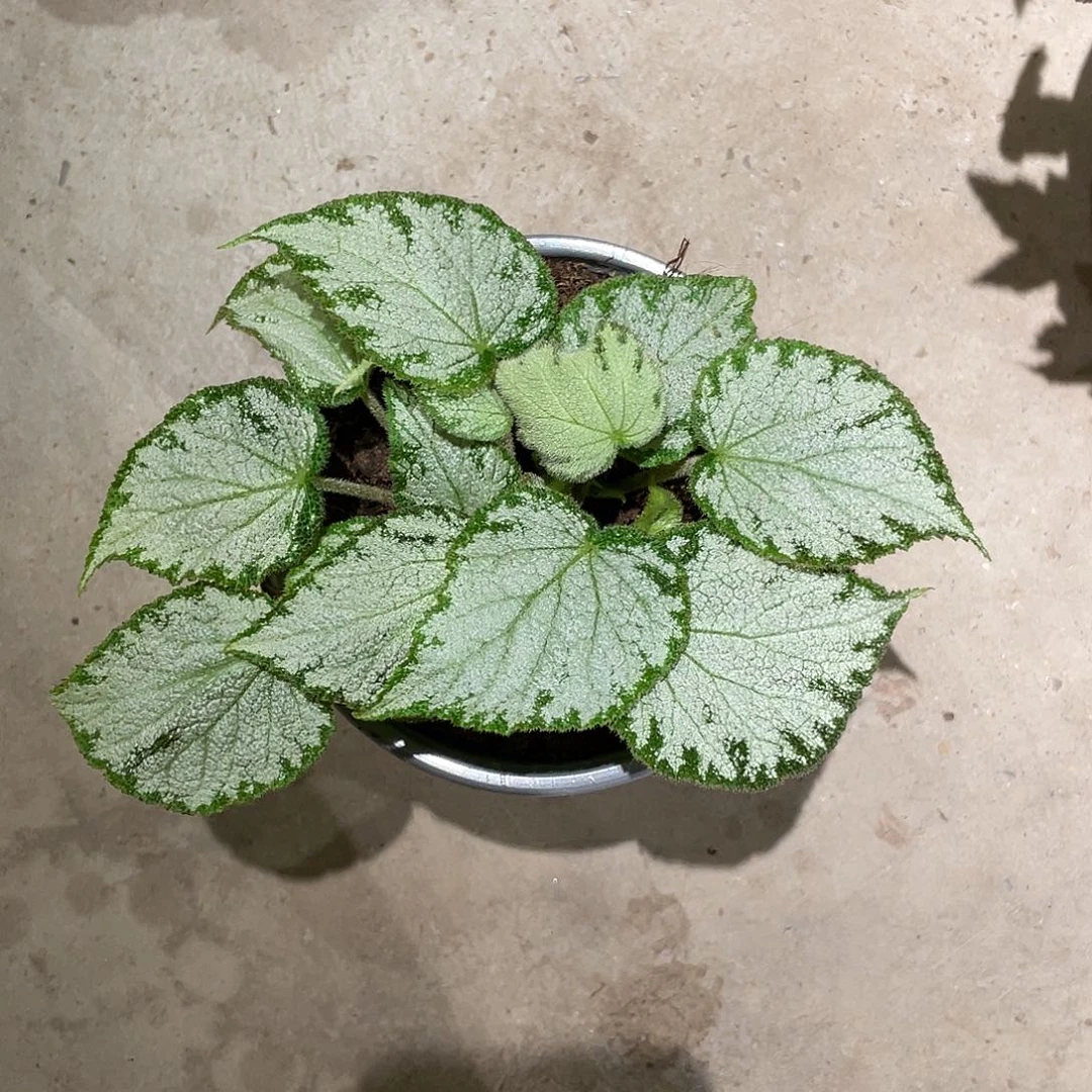 无花朵帝王银珠秋海棠