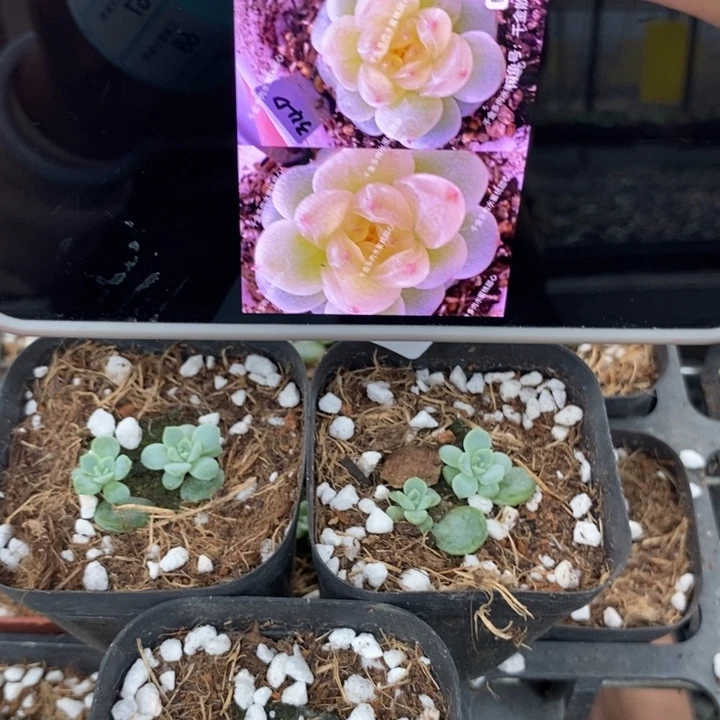 标57水蜜桃甜心340一个量拍