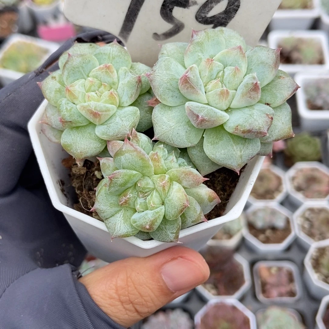 950甜心石化多肉植物