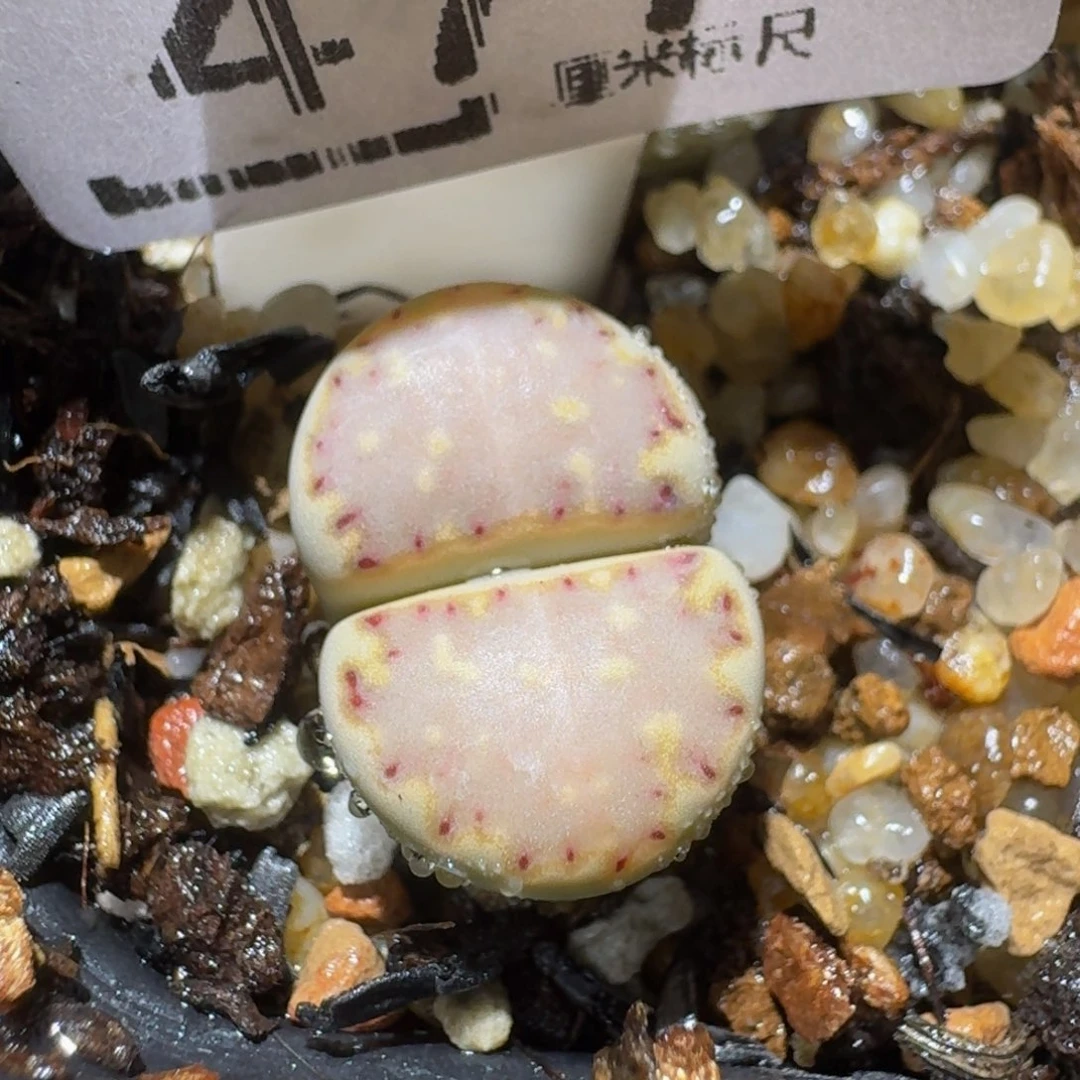 绝绝绝子生石花477