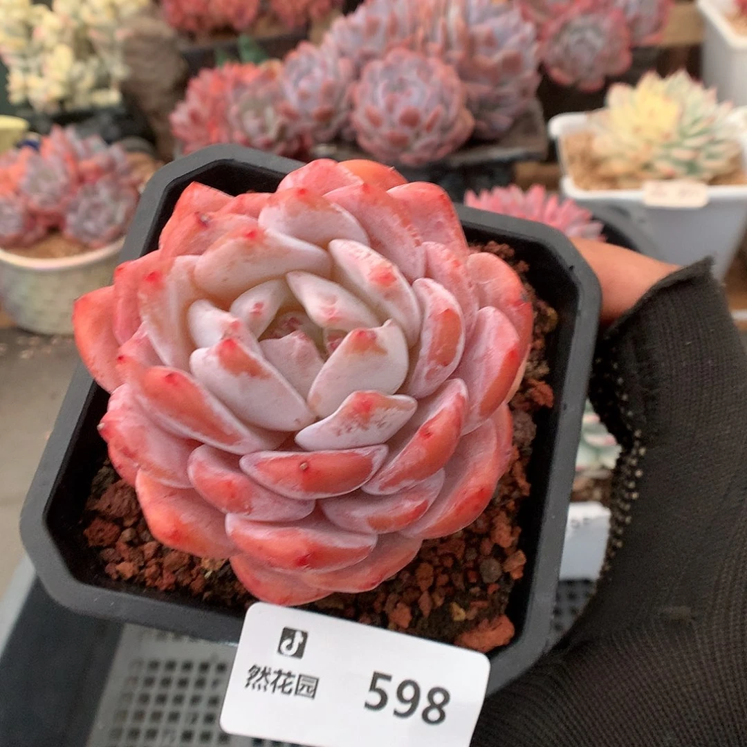 598雪天使多肉植物666