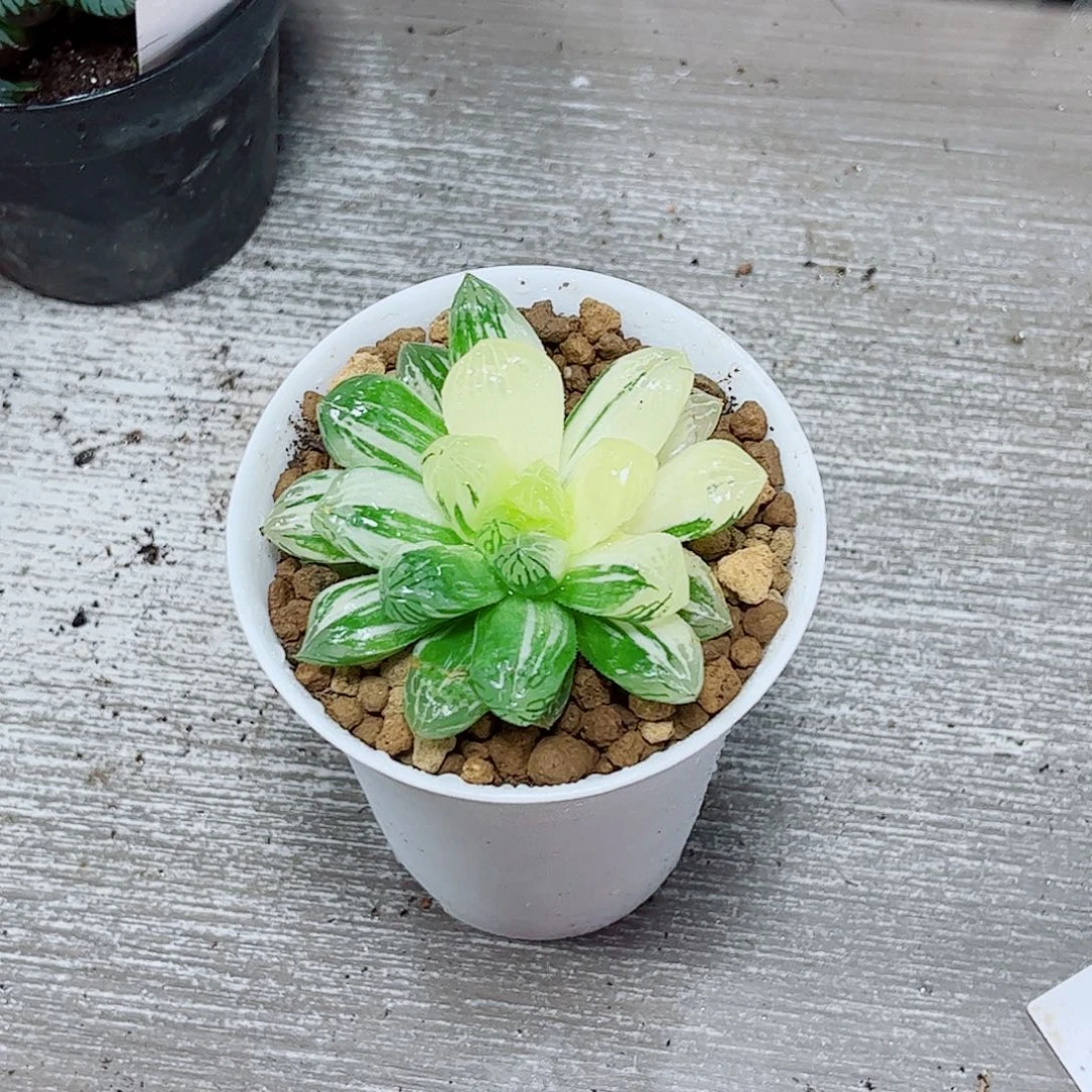苏州玉露一勿一拍