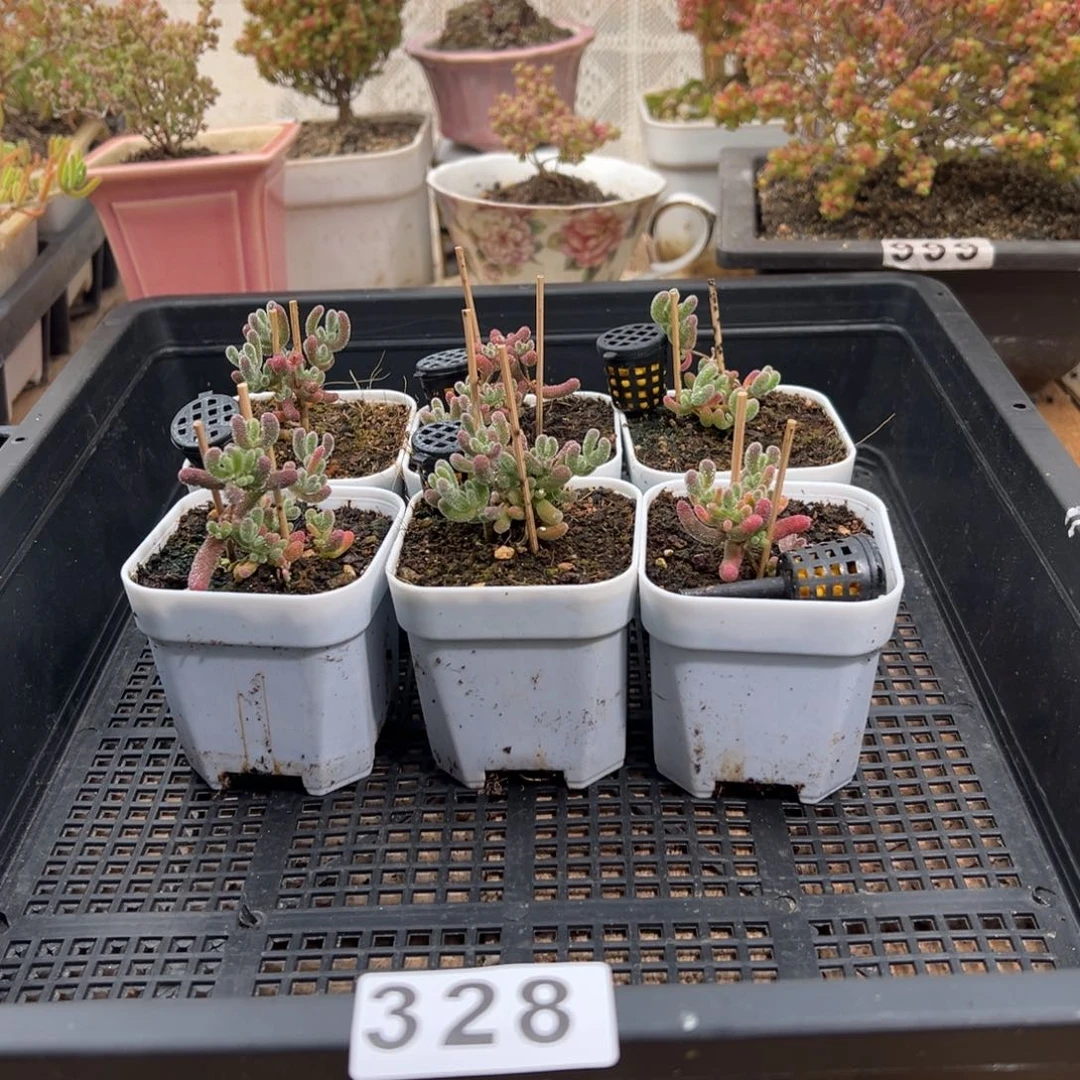 枝干番杏多肉植物328