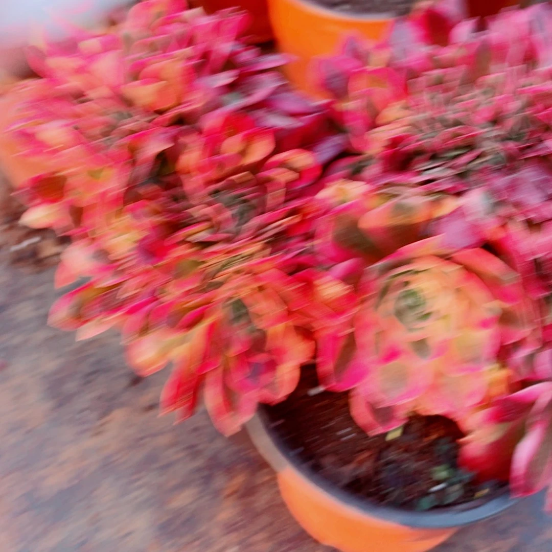 醉*花709粉女郎缀化多肉植物法师