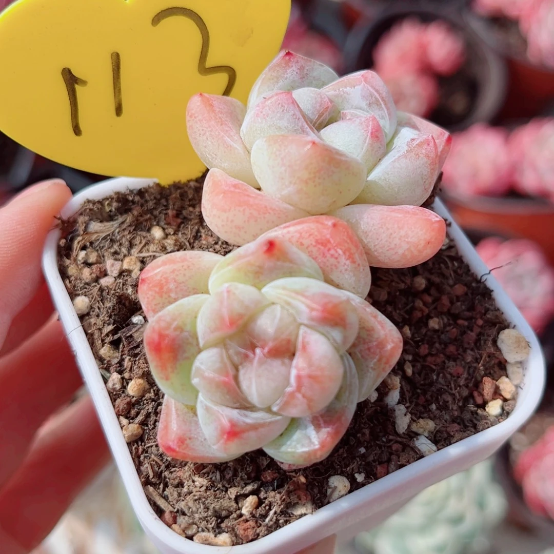 113号老桩冰玉双头