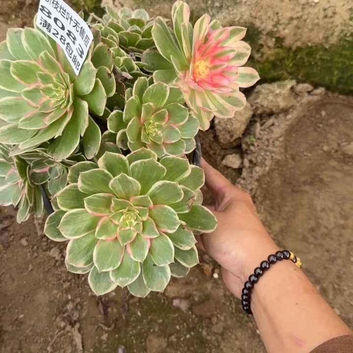 6083二号棚万花筒C