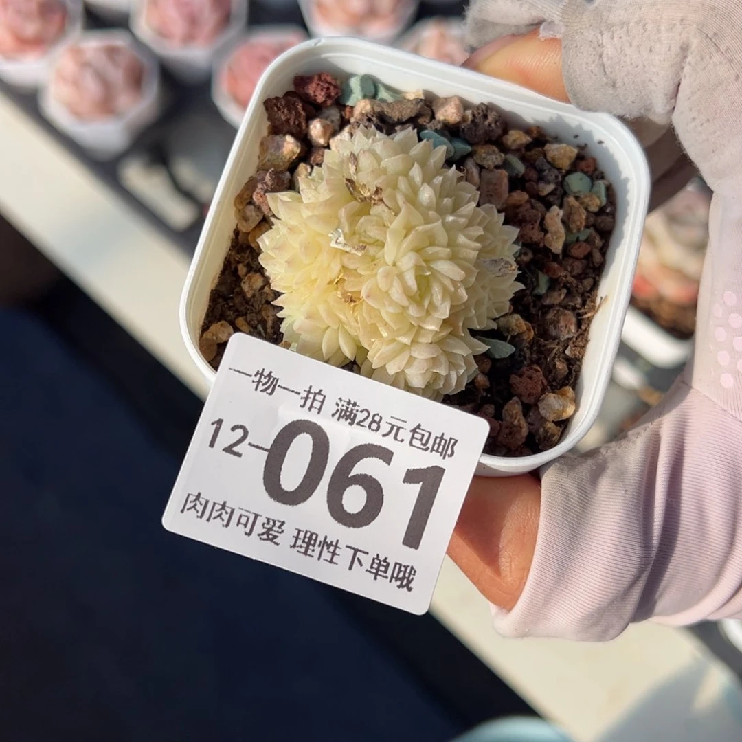 若雪多肉多肉多肉多肉