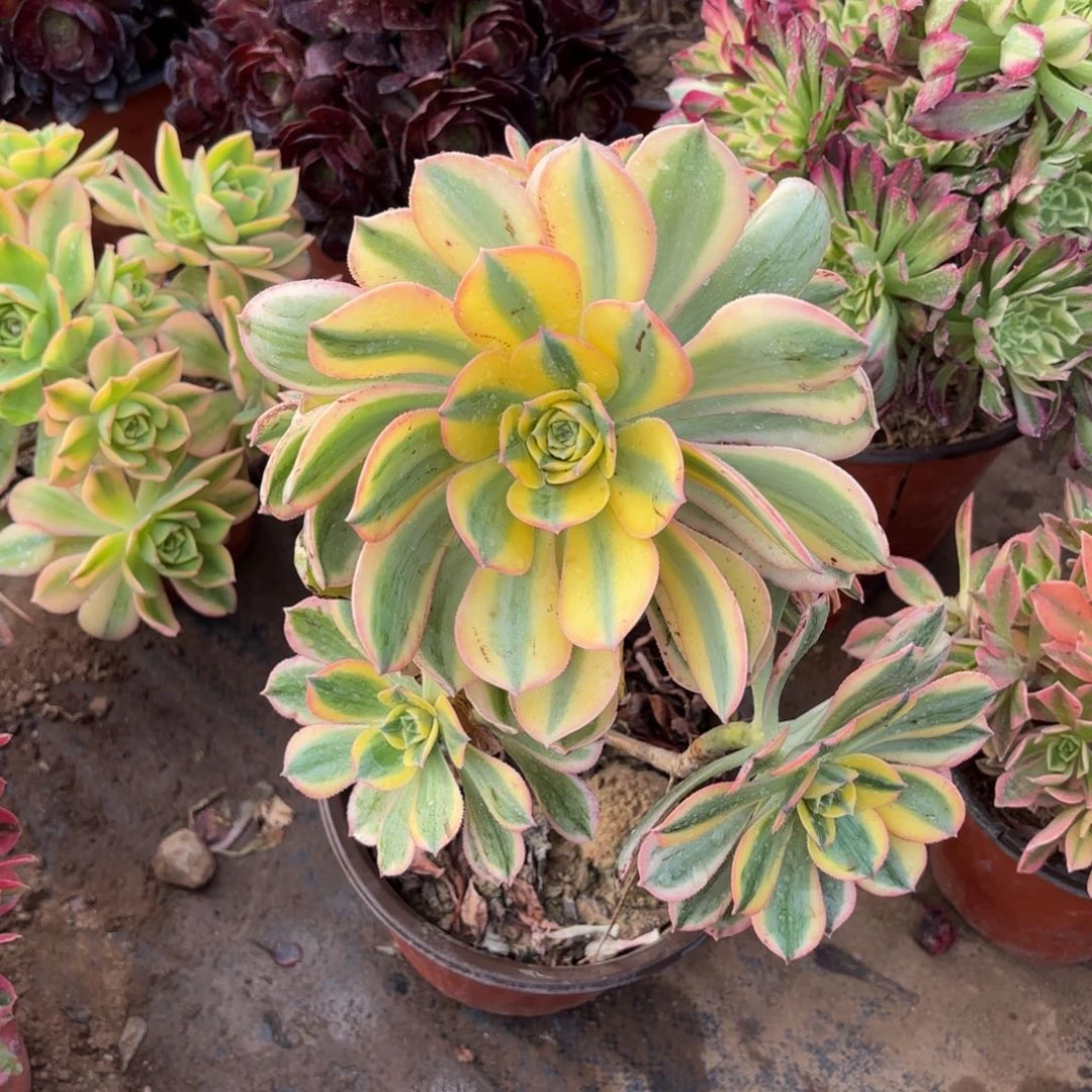 灿烂9.9多肉植物