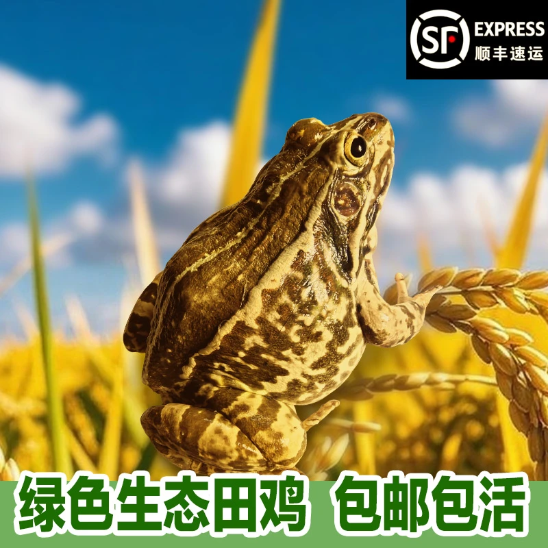 【鲜活大蛙】生态稻田蛙散养青蛙原生态田鸡非牛蛙