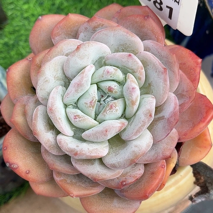 多肉植物3581………….