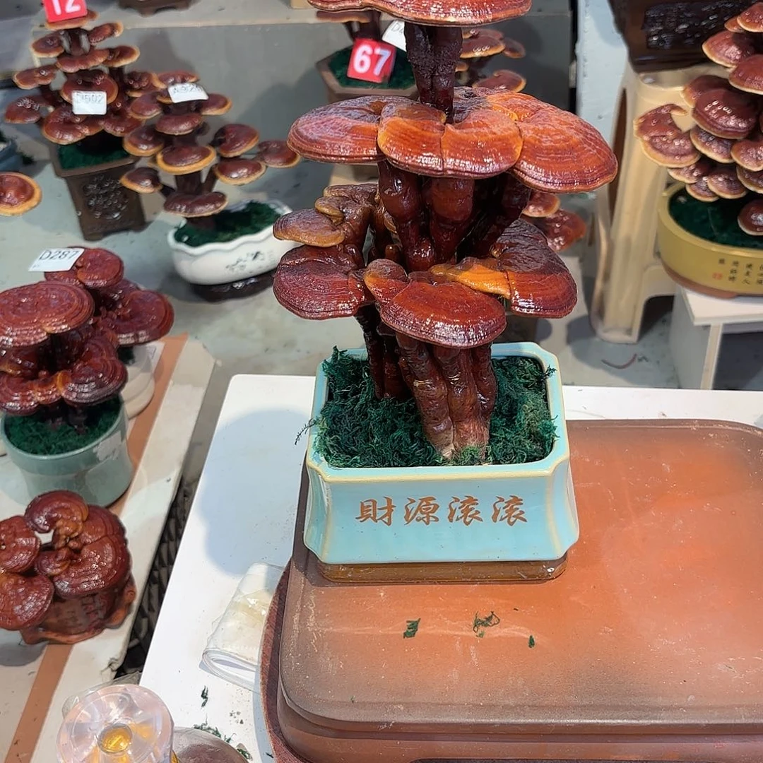 宇***川无花朵灵芝888888888888888888