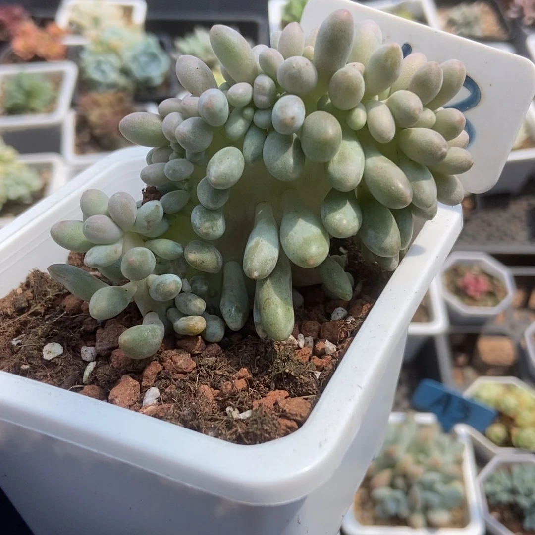 953汤圆缀多肉植物保护