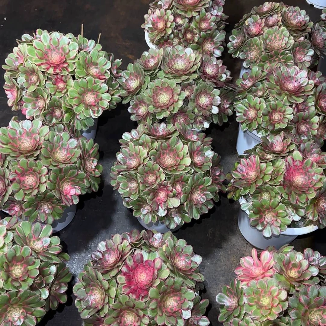 ꧁***꧂88888桃花坞砍头