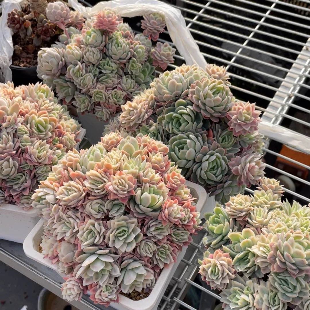 夏****…淘多肉保温箱一个