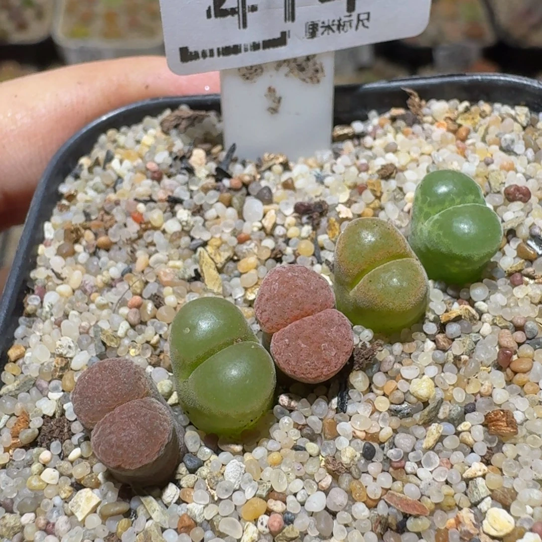 Ssss精品生石花414
