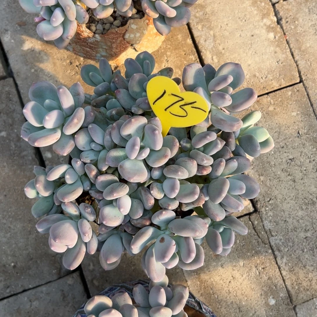 半**?多肉植物一额一拍