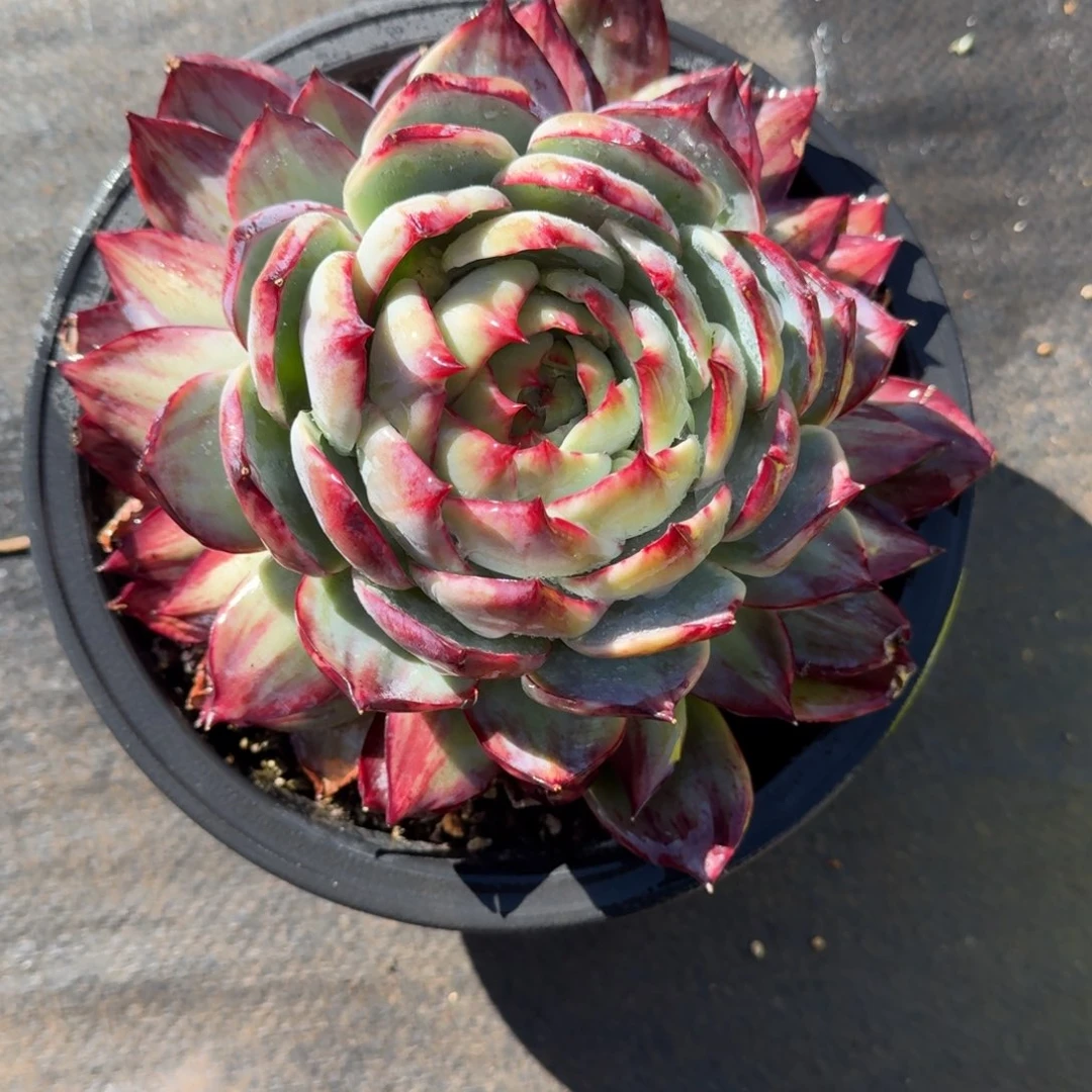 ****妹无花朵肉肉肉肉肉肉肉肉