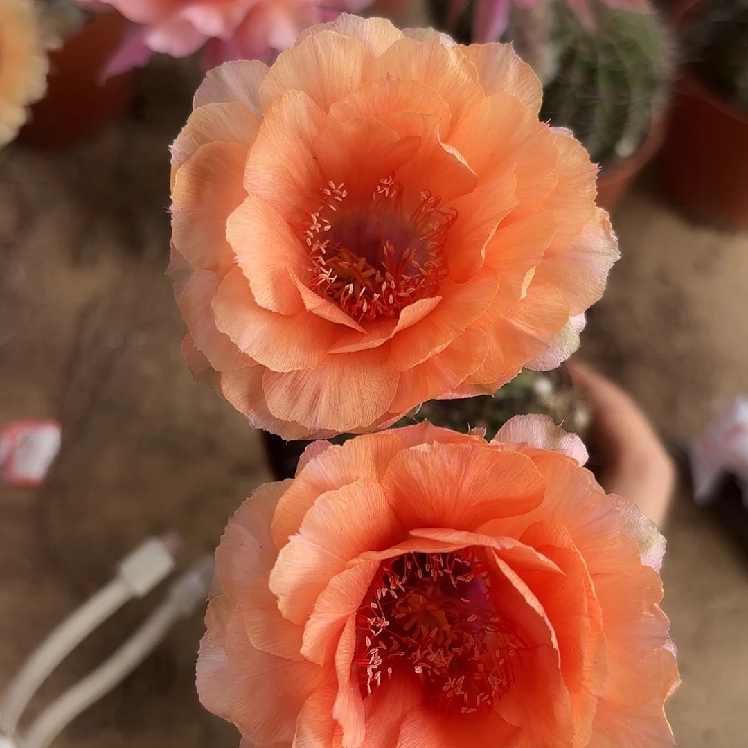 彩草001号6-7公分有瑕